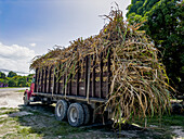 Ein mit Zuckerrohr schwer beladener Diesel-LKW im Corozal District von Belize.