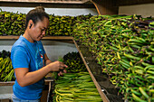 Vanilla beans, Taha'a, Society Islands, French Polynesia.\n