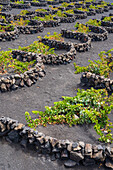 La Geria, Lanzarote's main wine region, Canary Islands, Spain\n