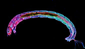 The image presents diptera larva, photographed through the microscope in polarized light at a magnification of 100X\n