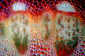 Das Bild zeigt Gefäßbündel im Senecio-Stängel, fotografiert durch das Mikroskop in polarisiertem Licht bei einer Vergrößerung von 200X