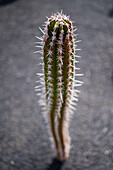 Der Jardin de Cactus (Kaktusgarten) ist ein wunderbares Beispiel für einen in die Landschaft integrierten architektonischen Eingriff, entworfen von Cesar Manrique auf Lanzarote, Kanarische Inseln, Spanien