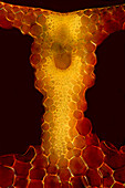 Das Bild zeigt ein einzelnes Leitbündel im Stängel von Carex sp., fotografiert durch das Mikroskop in polarisiertem Licht und Dunkelfeld bei einer Vergrößerung von 200X