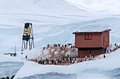 Eselspinguine (Pygoscelis papua), argentinische Forschungsbasis Almirante Brown, Paradise Bay, Antarktis.