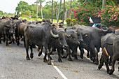 A herd of Buffalypso or Trinidadian Water Buffalo crossing a highway in Orange Walk District in Belize.\n
