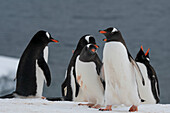 Gentoo penguins (Pygoscelis papua), Damoy Point, Wiencke Island, Antarctica.\n