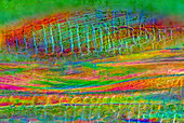 The image presents nettle tissues in the stalk in longitudinal cross-section, photographed through the microscope in polarized light at a magnification of 100X\n