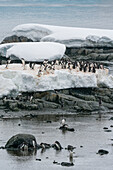 Eselspinguin-Kolonie (Pygoscelis papua), Damoy Point, Wiencke Island, Antarktis.