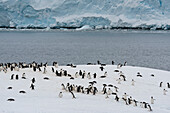 Gentoo penguin colony (Pygoscelis papua), Damoy Point, Wiencke Island, Antarctica.\n