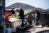 Arbeiter in der Weinkellerei La Geria. La Geria, Hauptweinanbaugebiet von Lanzarote, Kanarische Inseln, Spanien