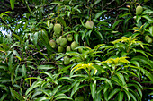 Ein mit Früchten beladener Mangobaum (Mangifera indica) auf der Independence Plaza in Belmopan, Belize.
