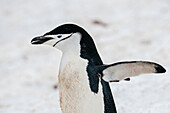 Zügelpinguin (Pygoscelis antarcticus), Halbmondinsel, Antarktis.