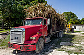 Ein schwer mit Zuckerrohr beladener Diesellastwagen im Corozal District von Belize.