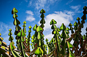 Euphorbia avasmontana from South Africa.\n