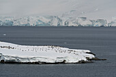 Eselspinguin-Kolonie (Pygoscelis papua), Damoy Point, Wiencke Island, Antarktis.