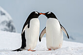 Gentoo penguins (Pygoscelis papua), Petermann Island, Antarctica.\n