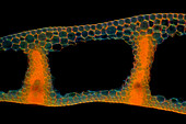 Das Bild zeigt ein Blatt von Carex sp. im Querschnitt, aufgenommen durch das Mikroskop in polarisiertem Licht bei einer Vergrößerung von 100X