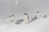 Eselspinguin-Kolonie (Pygoscelis papua), Mikkelsen, Trinity Island, Antarktis.