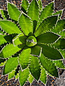 Agave Shawii aus Baja California, Mexiko.