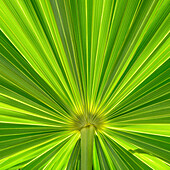 Close-up of symmetrical green palm frond\n