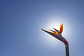 Bird of Paradise plant against sunny sky\n