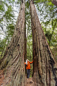 USA, California, Stinson Beach, Senior woman touching large redwood trees on hike\n