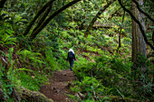 USA, California, Stinson Beach, Senior woman hiking Dipsea Trail\n