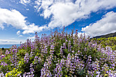 Bush with purple flowers on hillside\n