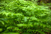 Nahaufnahme von Farnblättern im Wald