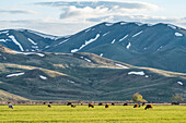 USA, Idaho, Bellevue, Domestic animals grazing in pasture near mountains\n