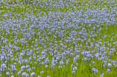 Camas flowers in full bloom in meadow\n