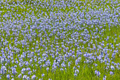 Kamasblüten in voller Blüte auf einer Wiese