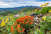 USA, Idaho, Hailey, Orange Indian Paintbrush (Castilleja) and yellow Arrowleaf Balsamroot (Balsamorhiza sagittata) wildflowers on Carbonate Mountain\n