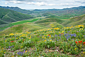 USA, Idaho, Hailey, malerische Landschaft mit Wildblumen entlang des Carbonate Mountain Trail