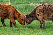 Seitenansicht von spielenden Highland-Kälbern auf der Weide