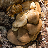 Brown mushrooms growing in nature\n