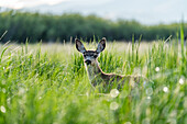 Porträt eines Hirsches, der auf einer Wiese in die Kamera schaut