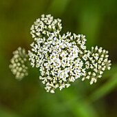Nahaufnahme einer weißen Wildblume in Blüte