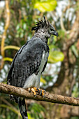 A Harpy Eagle, Harpia harpyja, in the Belize Zoo.\n