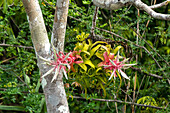 The pink inflorescence & flowers of a Shirley Temple Pant, Tillandsia streptophylla, on a tree by the New River in Belize.\n