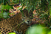 Ein Jaguar, Panthera onca, im Zoo von Belize.