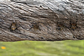 Vier Probiscis-Fledermäuse, Rhynchonycteris naso, die auf einem Baumstamm über dem New River in Belize übernachten.