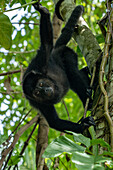 Ein Schwarzer Yucatan-Brüllaffe, Alouatta pigra, im Regenwald des Lamanai Archeological Reserve in Belize.