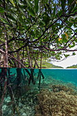 Above/below view of the shallow mangroves off Bangka Island, off the northeastern tip of Sulawesi, Indonesia, Southeast Asia, Asia\n