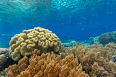 Corals in the crystal clear water in the shallow reefs off Bangka Island, off the northeastern tip of Sulawesi, Indonesia, Southeast Asia, Asia\n