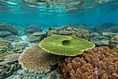 Korallen im kristallklaren Wasser in den flachen Riffen vor der Insel Bangka, vor der nordöstlichen Spitze von Sulawesi, Indonesien, Südostasien, Asien