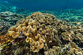 Corals in the crystal clear water in the shallow reefs off Bangka Island, off the northeastern tip of Sulawesi, Indonesia, Southeast Asia, Asia\n