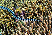 An adult banded sea krait (Laticauda colubrina), off Bangka Island, off the northeastern tip of Sulawesi, Indonesia, Southeast Asia, Asia\n