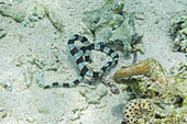 Ein ausgewachsener Harlekin-Schlangenaal (Myrichthys colobrinus), bei der Jagd vor der Insel Bangka, vor der nordöstlichen Spitze von Sulawesi, Indonesien, Südostasien, Asien