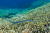 Ein ausgewachsener Gebänderter Seekrake (Laticauda colubrina), vor der Insel Bangka, vor der nordöstlichen Spitze von Sulawesi, Indonesien, Südostasien, Asien